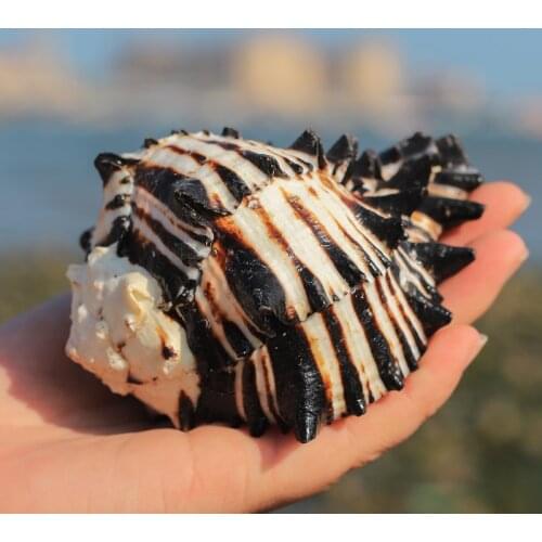 Natural Snail Shell US Black Murex Black Zebra Bone Specimen Conch Sea Shells Nautical Home Ornaments Aquarium Landscape Gifts