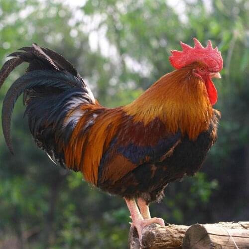 5d diy New generation full diamond embroidery diamond cross stitch crystal sets decorative animal scarlet Rooster under the tree