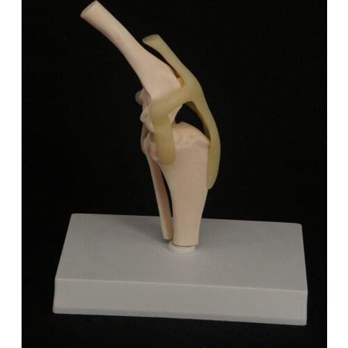 Teaching Research Skeleton Animal Dog knee joint model Veterinary teaching model