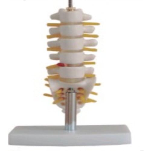 BIX-A1012 Mini Lumbar Spine Vertebra With Tail Vertebrae Model WBW389