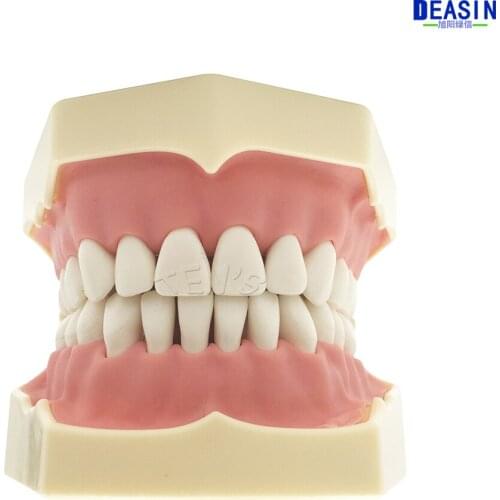 Free shipping 2016 New Dental Soft Gum Teeth Model with tougneTypodont w/ 32 Removable Teeth NISSIN 200 Compatible