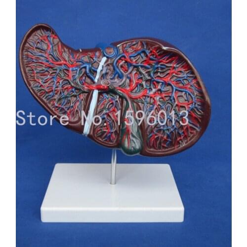 Anatomical Liver Model, Human Liver with Gall Bladder Model