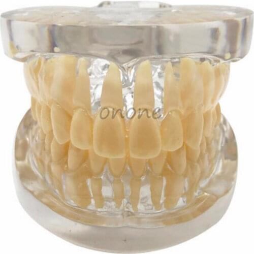 1pcs Good Quality Dental Typodont Teeth Model Standard Teeth Model 28pcs Teeth Dentist Student Learning Mode