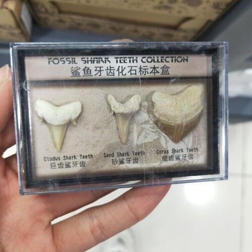 Shark tooth Fossil Specimen Natural Stones Decoration Marine Science Teaching Materials hot