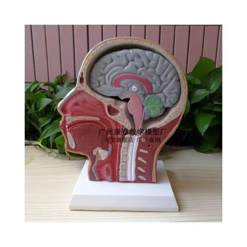 1:1 head Neck anatomy Facial vascular muscle nerve Anatomical model free shipping