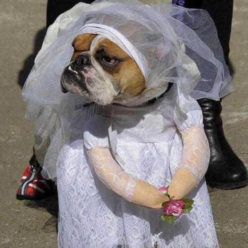 Wedding Gown for Dogs, Beautiful Dog Wedding Dress, Pet Wedding Costume