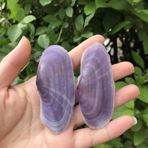 1pc rare Sea Beach Conch Shells Crafts Seashells Mini Natural Conch Corn Screw DIY Aquarium Landscape Decor Photo Props