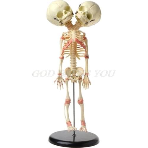 37cm Human Double Head Baby Skull Skeleton Anatomy Brain Display Study Teaching Anatomical Model Halloween Bar Ornament