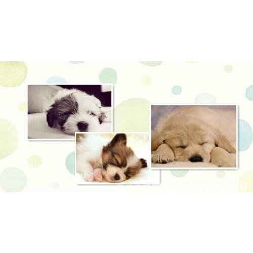 Pet Mat,Lamb velvet,Colour,Coral fleece,Thickened lamb,Easy Clean,40x60cm,random delivery,cannot choose color