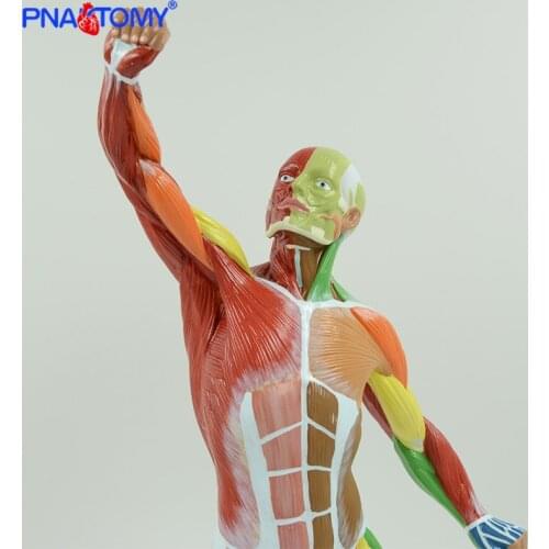 Colored muscular figure model 50cm height human muscle model muscle anatomy medical teaching tool anatomical model PNATOMY