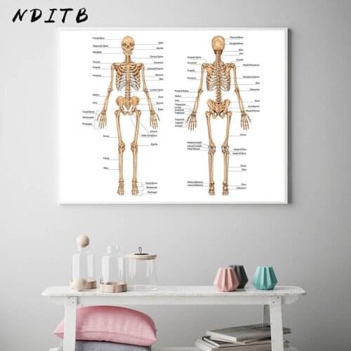 Human Body Anatomy Canvas Wall Art Poster Print Skeletal Muscular System Didactic Board Picture Painting Study Room Decoration