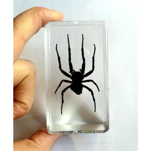 Hand Attractive Specimen Real Spider Specimen Lucid Gift fashion jewelry hot sale