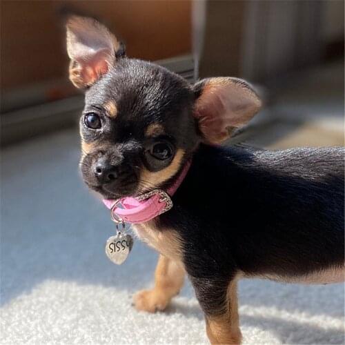 Personalized Pet Dog Cat Name Tag Heart Shape Stainless Steel Laser Engraved Collar Pendant Key Ring Pet Jewelry Accessories