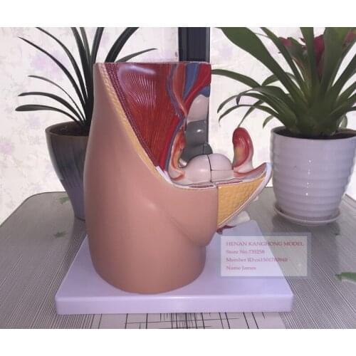 ISO Female Pelvic Median Sagittal Section Model of 3 Parts,Female Reproductive System Anatomical Model