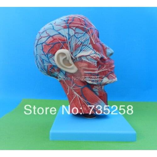 Half Head with Vessels,The head model of the sagittal section ,Median Section of the Head