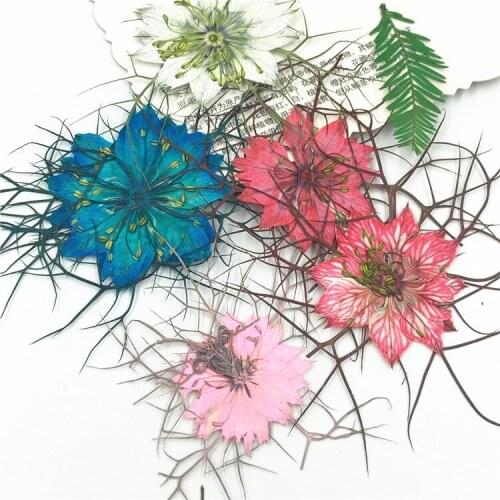 2020 Black Seed Grass Dried Flower Pressed Flower Plant Specimen Teaching Epoxy Handmade Making for Jewelry