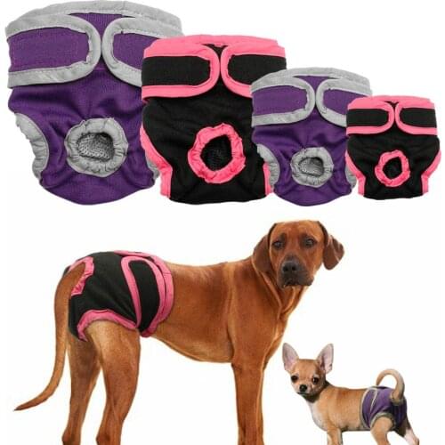 Studyset Briefs For Dogs