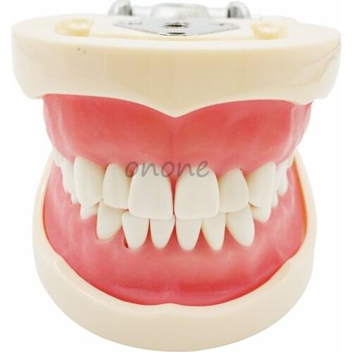 1pcs Good Quality Standard Children Tooth Model 28pcs Teeth Soft Gum Screw Fixed DP Articulator Dentist Student Learning Mode
