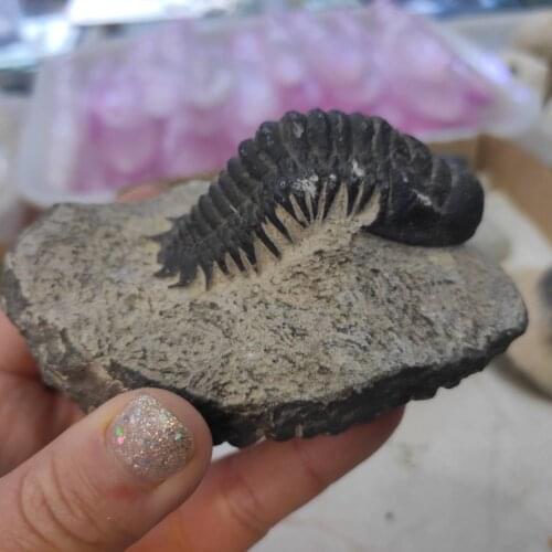 1pcs Natural stone Trilobite fossils healing crystals Decorative collection stones and crystals