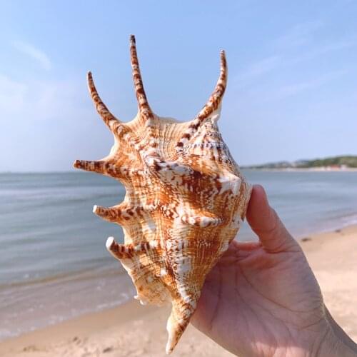 Natural shell, super large conch, extra large seven-pointed snail, fish tank decoration, aquarium landscaping, home floor decora