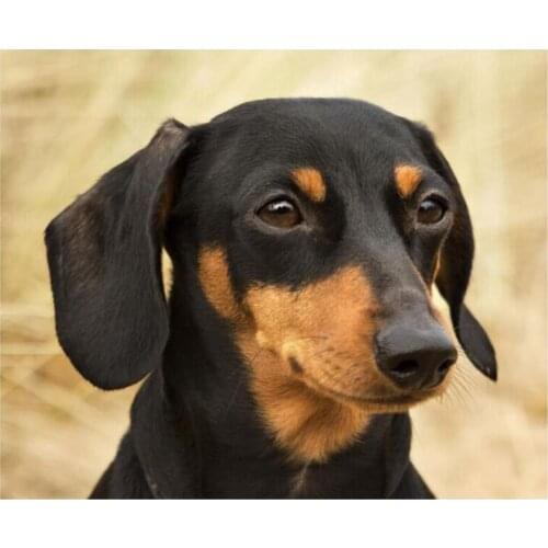 Black dachshund dog 5d diy full square diamond painting Diamond Embroidery cross Stitch living room decor drop shipping C334