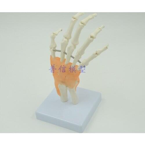 Human hand model hand skeleton model with ligament Medical Science teaching supplies