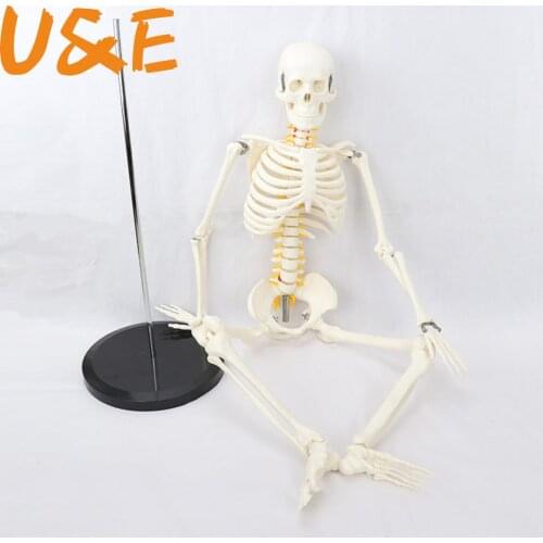 85CM Pillar type human.skeleton spinal nerve model medical Yoga Fitness learning bone model MGG203