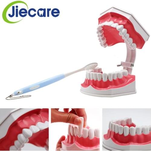 1 PC Dental Material Detachable Dental Teaching Model Early Education Brushing Model For Kids Study Teeth Model Free Shipping