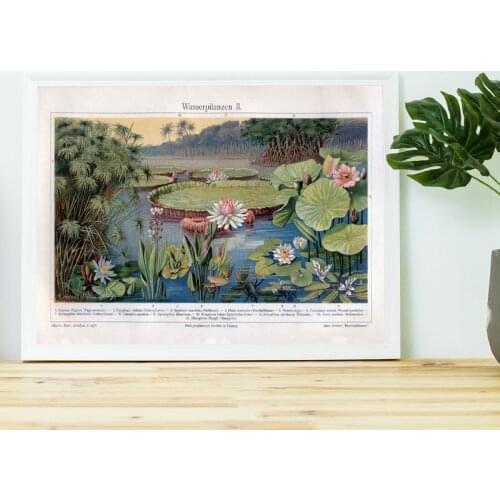 Waterlilies Plants Prints Lily Pads Pond Bog Flower Botanical Poster Vintage Wall Art Painting Lotus Picture Rustic Decor