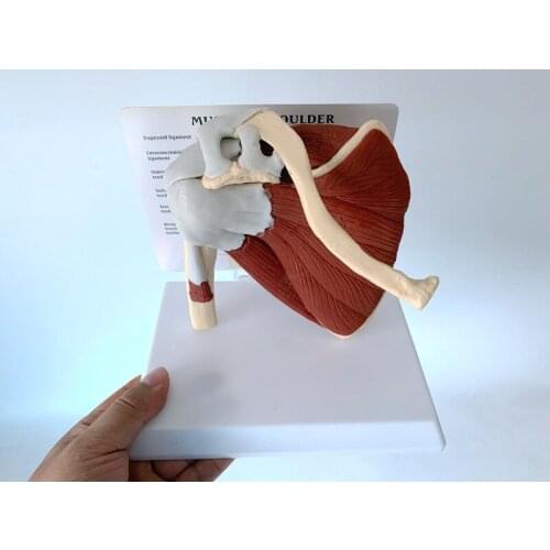 Human Skeleton Shoulder Scapula Clavicle Muscle Model Joint Functional Ligament Medical Teaching Aid