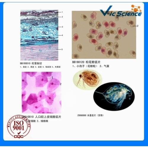 50 pieces Botany Prepared Slides Set