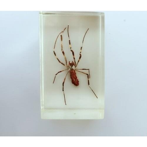 Transparent Resin Flower Spider Appearance Embedded Specimen Animal Specimens Models Biology Teaching Aids Resin Handicraft