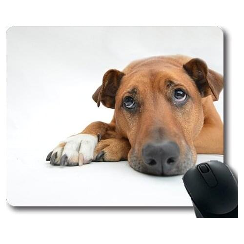 Cute Dogs,Dogs Pensive Reluctant Pet Sad Lazy Tired Sleepy,dogs mouse mat