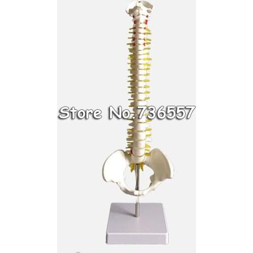 45CM Human Spine with Pelvic Model Human Anatomical Anatomy Spine Medical Model spinal column model+Stand Fexible