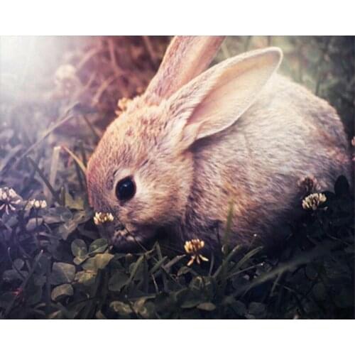 Paint By Number Canvas Painting Kits Animal rabbit Home Decoration DIY Unframe Coloring By Numbers Deer Handpainted Gift