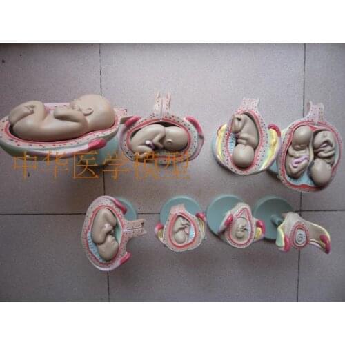 Pregnancy embryo development model fetal developmental model reproductive human anatomical model