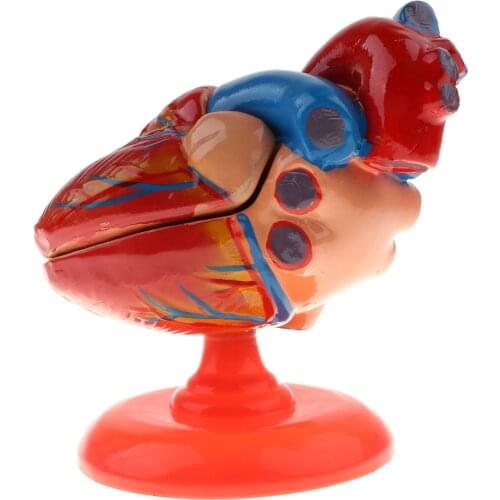 1:1 Lifesize Human Diastolic Heart Structure Model School Learning Tool Educational Science Toy Lab Supplies