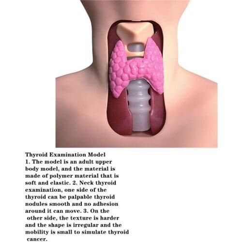 Medical Science Human PVC Thyroid Examination Model Thyroid Insection Manikin