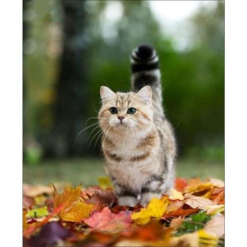 DPF DIY Square full diamond embroidery cat needlework cross stitch set 5D diamond masaic painting animal wall picture LK1