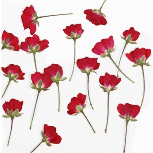 Red 60pcs Real Dried Pressed Flowers Petals Pressed Flowers for Art DIY Nail Pendant Crafts Making Art Floral Decors