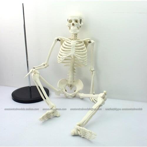 CMAM/12366 Classic Medical Anatomy Standard 85cm Human Skeleton Model Manikin