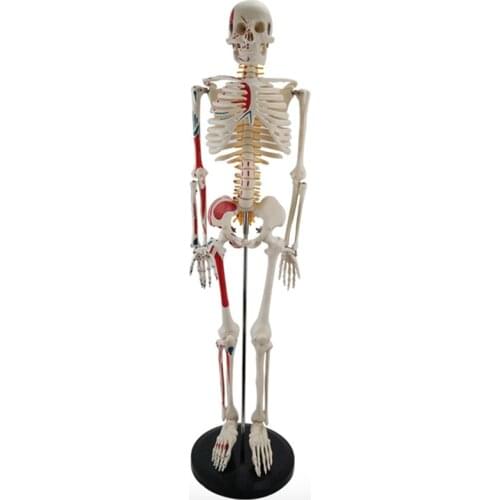 85cm Human Skeleton Model Removable Movable Muscle Coloring Spinal Nerve Intervertebral Disc