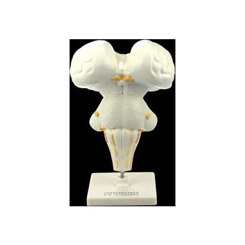 Brainstem model junior high school biology science education instrument medical demonstration teaching research analysis teachin