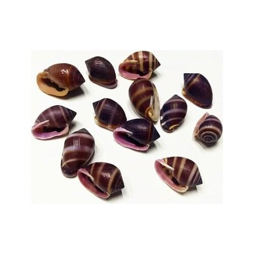 10 pcs , purple mouth conch, natural small conch shell, drift bottle DYI material package, micro-landscape decoration