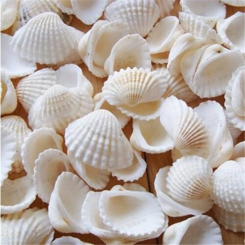 100pcs/Lot Natural shell diy tank aquarium decoration white shell 1-2cm small conch sea natural crafts white sea shells conch