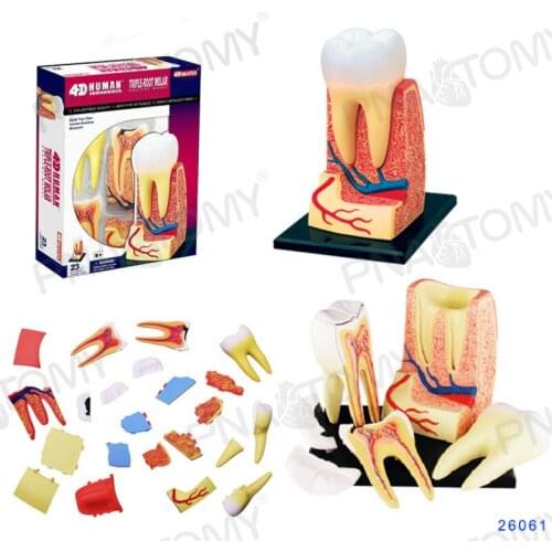 4D MASTER Dental model dental clinic teaching aids display supplies removable 23 parts enlarged dental model