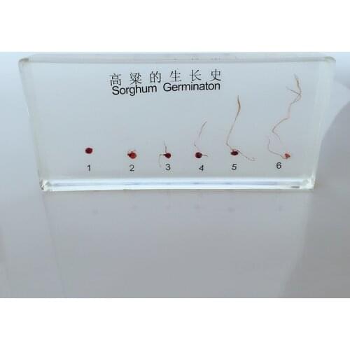 Plant Growth Record Specimen Model Sorghum Seeds Germination Process Resin Craftwork Biological Botany Plant Teaching Props