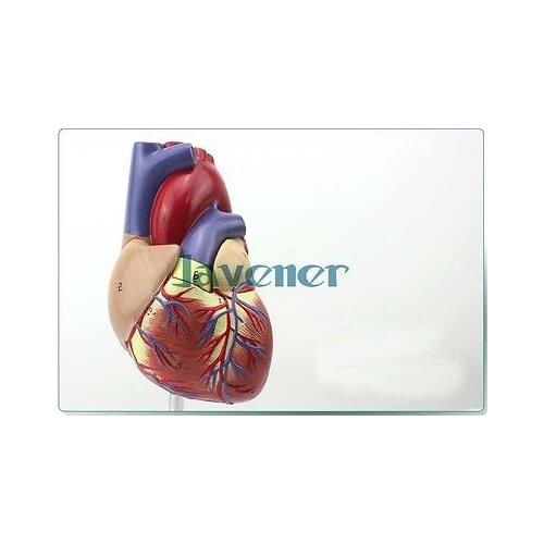 1:1 Human Anatomical Heart Anatomy Viscera Medical Organ Model Emulational + Stand