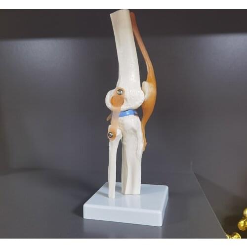 1 Pcs Human Anatomy Skeleton Life Size Knee Joint Anatomical Model With Ligaments Joint Model Medical Science Teaching Supplies