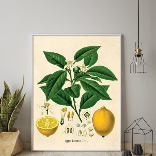 Botanical Educational Lemon Print Vintage Botanical Fruit Art Illustration Positive Picture for Living Room Modern Home Decor